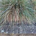 Festuca glauca Blad