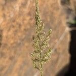 Polypogon viridis Blüte