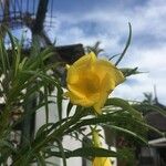 Thevetia neriifolia Flor