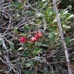 Syzygium ngoyense Frukt