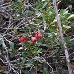 Syzygium ngoyense Плод