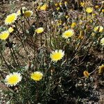 Malacothrix californica Habit