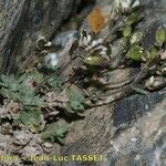 Draba dubia Hábito