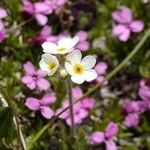 Androsace chamaejasme Flower