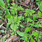 Botrychium virginianum Leaf