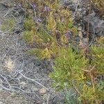 Lavandula canariensis Květ