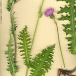 Cirsium filipendulum Other