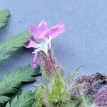 Teucrium chamaedrys 花