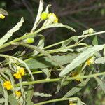 Piriqueta cistoides Flower