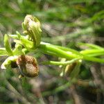 Ophrys aranifera Інше