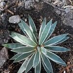 Agave vivipara Leaf