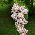 Syringa komarowii 花