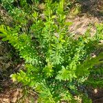 Lespedeza cuneata Leaf