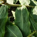 Hedychium gardnerianum Leaf