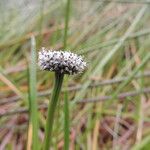 Eriocaulon schimperi Flor