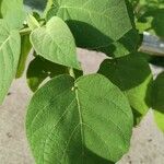 Solanum abutiloides Leaf