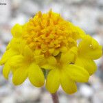 Chaenactis glabriuscula Flor