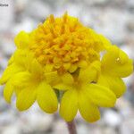 Chaenactis glabriuscula Blomma