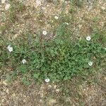 Convolvulus equitans Hábito