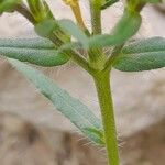 Lithospermum cobrense Bark