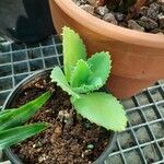 Kalanchoe daigremontianaLeaf