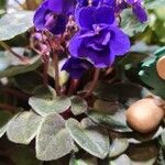 Streptocarpus ionanthus Flor