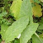 Salvia aethiopis Leaf