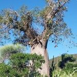 Adansonia za Habitus
