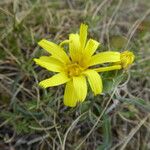 Scorzonera austriaca Flower