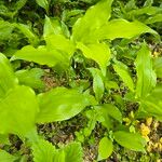 Polygonatum latifolium 葉
