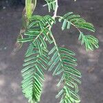 Albizia harveyi Fulla