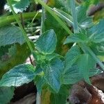 Viola cornuta Blad