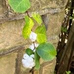 Symphoricarpos albusFruit