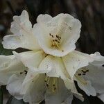 Rhododendron lanatum Blomma