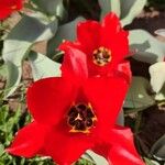 Tulipa undulatifolia Flower