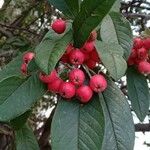 Cotoneaster frigidus Gyümölcs