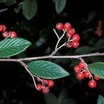 Cotoneaster salicifolius Gyümölcs