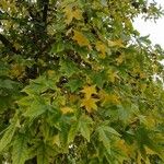 Liquidambar styraciflua Likasa