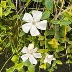 Vinca difformis Blomst