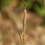 Sporobolus vaginiflorus Rhisgl