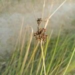 Juncus acutusHostoa