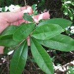 Morisonia indica Feuille