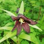 Fritillaria camschatcensis 花