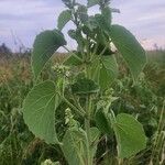 Abutilon pannosum Blad