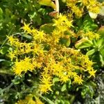 Sedum praealtum Cvet