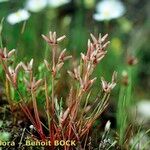 Juncus pygmaeus Habitat