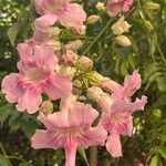 Podranea ricasoliana 花