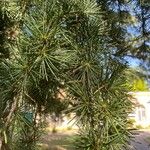 Cedrus deodaraList