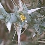 Cornulaca aucheri Blüte