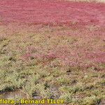 Salicornia procumbens অভ্যাস